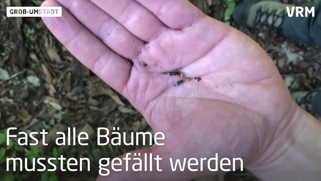 Im Kampf gegen den Borkenkäfer