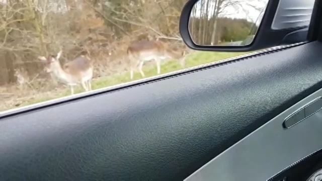 Zahmes Damwild bei Falkenbach