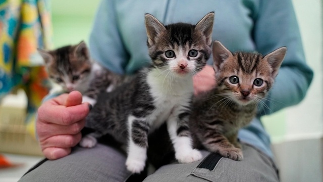 Neues Zuhause für viele Katzenkinder gesucht