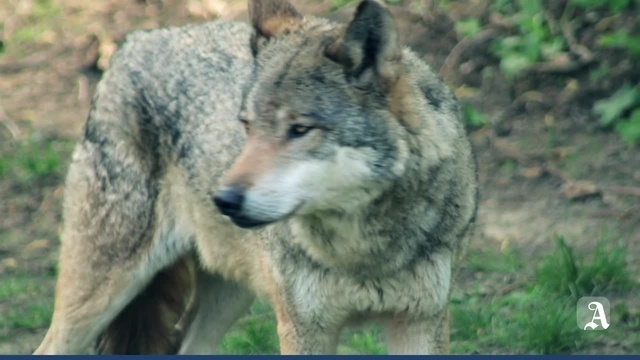 Monsterschlau: Wie leben Wölfe?