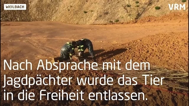 Rehrettung in Flörsheim-Weilbach