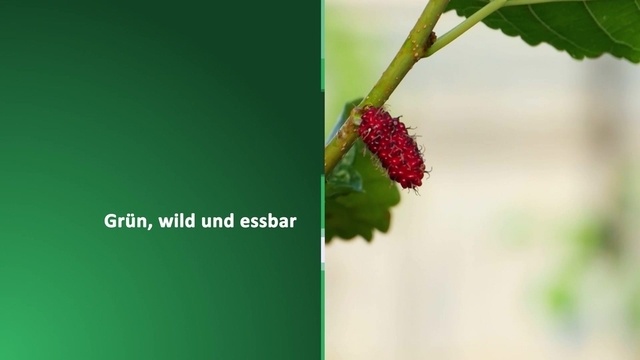 Grün, wild und essbar