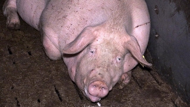 Schweine für den Discounter