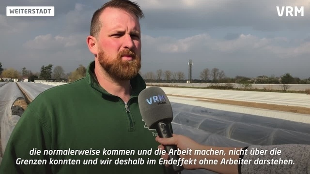 Spargelsaison startet - ohne Saisonarbeiter