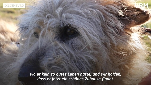 Wasik - ein treuer Begleiter auf vier Pfoten