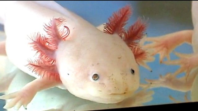 Wundertier Axolotl | spiegel.tv