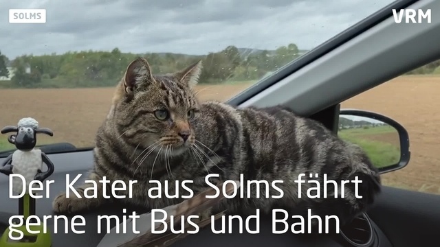 Reisekater Felix lässt sich gerne fahren
