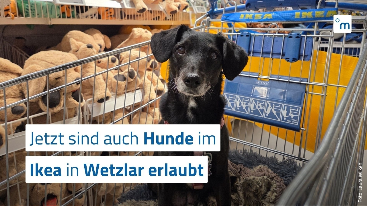 Sitemapcdatahttpswwwkedriinfodurfen Hunde Bei Ikea Rein