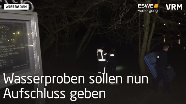 Wiesbaden: Tote Fische im Weiher des Kurparks