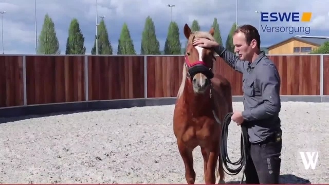 Mustang Makeover Germany: Arbeiten an der Basis