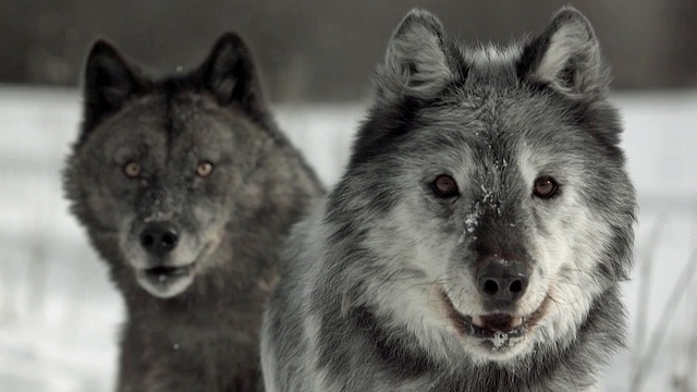 Winterwildnis im Nationalpark