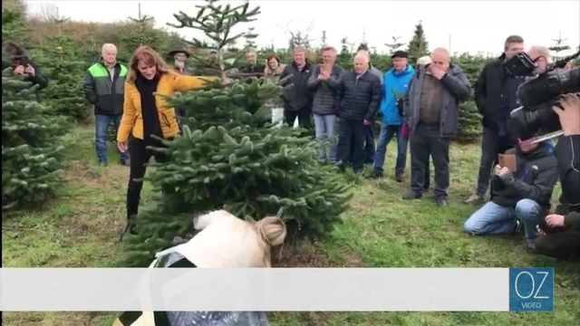 Die Weihnachtsbaumsaison ist eröffnet