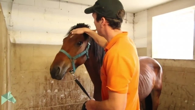 Abenteuer Mustang ? die ersten Tage mit dem Wildpferd