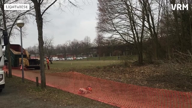 Baumfällung an der Lichtwiese